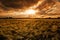 Grainfield during sunset