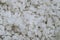 Grains of coarse cooking salt - textured background shades of gray white