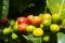 Grains coffee branch Guatemala, organic cultivation. Coffea arÃ¡bica Guatemala.