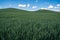 Grains of green wheat as far as the eye can see in the rolling Palouse hills of Washington State