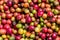 Grains of ripe coffee close-up. East Africa. Coffee plantation.