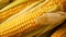 Grains of ripe corn. Close up view of fresh corn cobs. Generative AI