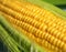 Grains of ripe corn in an ear, macro, close up