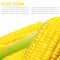 Grains of ripe corn isolated on a white background