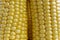 Grains of ripe corn. Side view, corn background. Macro image. yellow corn stalk close up