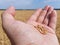 Grains of ripe golden wheat on the hand of a farmer. In the background a field of grain, horizon and a blue sky