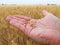 Grains of ripe golden wheat on the hand of a farmer. Beginning of harvest and agricultural works