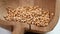 Grains of Ukrainian wheat falling into an old cracked wooden bowl