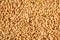 Grains of wheat in closeup view perfect agriculture texture image