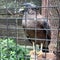 grainy and blurry picture of a bird in a cage eagle with yellow face and brown feather inside a iron cage