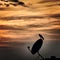 Grainy Orange sky with sitting Bird Photography By Apoorve Verma