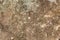 Grainy sandstone texture