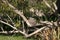 Grallina cyanoleuca or magpie-lark sitting on nest in tree