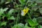 A Gram Blue butterfly collecting nectar from a yellow flower bloomed in a lawn area