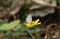 A Gram blue butterfly collecting nectar from a yellow tick seed flower