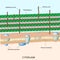 Gram positive bacterial cell wall