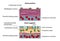 Gram positive and negative bacteria