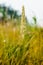 Gramineae Herbs in the Meadow