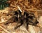 Grammostola Pulchra Or Brazilian Black Tarantula