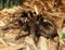 Grammostola Pulchra Or Brazilian Black Tarantula