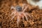 Grammostola pulchripes Tarantula larva