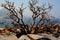 Gramvousa island, Crete! Thorny bush!