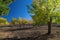 Gran Canaria, autumnal fruit garden in Las Cumbres, highest ares