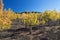 Gran Canaria, autumnal fruit garden in Las Cumbres, highest ares