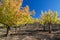 Gran Canaria, autumnal fruit garden in Las Cumbres, highest ares