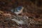 Gran Canaria blue chaffinch Fringilla polatzeki feeding.