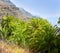 Gran Canaria Canary Palm tree mountains