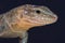 Gran Canaria giant lizard / Gallotia stehlini