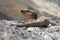 Gran Canaria giant lizard large endemic protected reptile speci