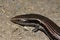 Gran Canaria Skink - Chalcides sexlineatus