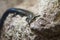 Gran Canaria skink close-up, shallow dof.