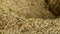 Granary. Drying grain. Corn. Oats. Wheat Agro-culture Close-up