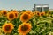 Granary and field with a blooming sunflower.