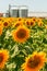 Granary and field with a blooming sunflower.