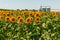 Granary and field with a blooming sunflower.