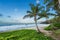 Grand anse beach with palm tree , reunion island