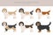 Grand basset griffon vendeen clipart. Different poses, coat colors set