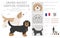 Grand basset griffon vendeen clipart. Different poses, coat colors set