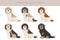 Grand basset griffon vendeen clipart. Different poses, coat colors set