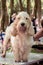 Grand Basset Griffon Wendin. Pet groomer drying dog fur French basset hound