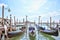 Grand canal in Venice, Piazza San Marco. Seagulls water freedom. Serene sight. Scenic cityscape with gondolas