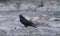 Grand Canyon black crow walking on the rocks