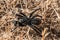 Grand Canyon Black Tarantula