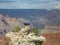 Grand Canyon - Californian condor birds spreading wings and perching on edge of rock cliff and overlooking South Rim, Arizona