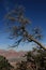 Grand Canyon dead tree on rim