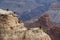 Grand Canyon - Group of Californian condor birds perching on the edge of rock cliff and overlooking South Rim, Arizona, USA